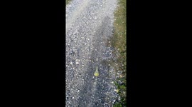 Yellow cockatiel runs back to owner after walkies