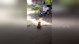 Disabled dog uses makeshift wheelchair to run and greet owner in Thailand
