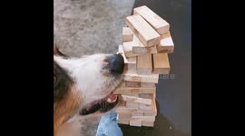 Genius dog is Jenga master