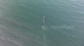 Manatees moving in a line