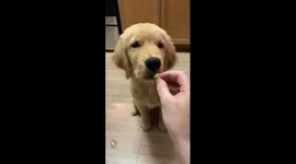 This US golden retriever puppy really hates broccoli