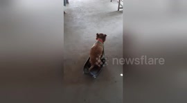 Disabled dog uses makeshift wheelchair to run and greet owner in Thailand