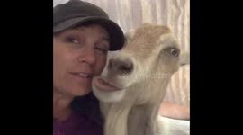 A mans best friend is definitely their goat!!!