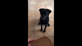 Will she choose the treat or be healthy a Labrador decides