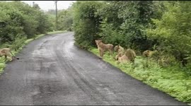 Indian farmer films pride of majestic lionesses crossing road