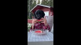 Good boy doggo eating melon