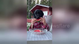 Man-dog can't wait to eat his juicy watermelon