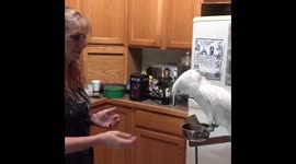 Athletic cockatoo enjoys playing catch