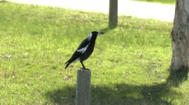 A Western Magpie mimics other birds while trying to harvest grass for her nest