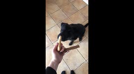 An adorable puppy can’t decide which treat to have