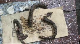 Drunk man in northern India bites snake into pieces after it attacked him