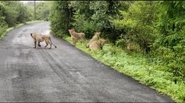 Indian farmer films pride of majestic lionesses crossing road