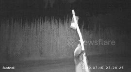 Badger launches daring overnight raid to steal peanuts from a bird feeder