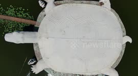 Giant turtle-shaped aquarium in northern China