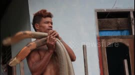 Brave Indonesian snake handler goes viral for manhandling muscly cobras