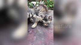 Greedy cat paws off feline friend in China and refuses to share food bowl