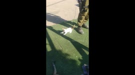 Kitten playing with army soldier