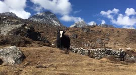 Amazing yak in the Sagarmatha National Park, Nepal