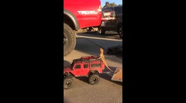 Adventurous bearded dragon goes for a ride on a toy car