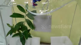 Monarch Butterfly Cycle 13 Eggs Hatch