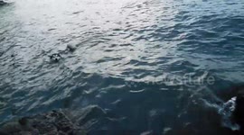 Alaskan Malamute Sojo Loves to Swim on Hot Summer Days