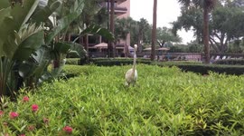 Animals and their surprising behaviour