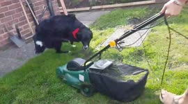 Dog hates lawn mower