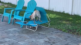 Lab falls on maltipoo