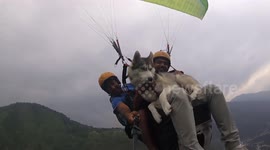 On top of the world: Siberian Husky enjoys paragliding 3,500 feet above ground in northern India