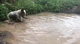 Cute Jack Russell does puddle digging