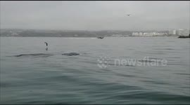 White Shark hunts seal