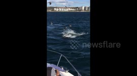 Terrifying footage shows great white sharks hunting seals off Mossel Bay, South Africa