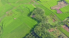 Beautiful Hill Surrounded by Green Rice Fields