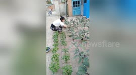 Creative Chinese woman plants vegetables in the gaps between bricks in her yard