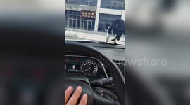 随鸣笛蹦跳的猫咪