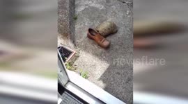 Sex-mad tortoise can't stop headbutting shoes