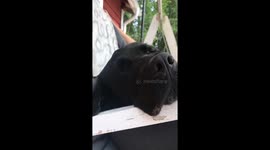 Sleepy dog enjoys the summer breeze