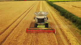 Combine Harvester Cutting Barely - Drone