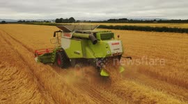 Drone Captures Summer Barely Harvest