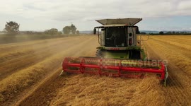 Drone View of Summer Combine Harvesting Barely