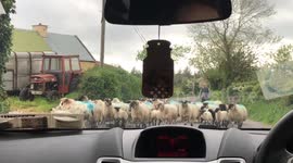 Farmers gathering sheeps to go home.