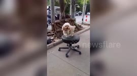 Dog spins on swivel chair while tied to tree in China's Changchun