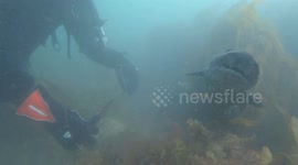 British grandmother rescues shark stuck in fishing line while scuba diving
