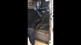 Controversial video shows lorrymen stacking up dozens of live crocodiles at farm in Vietnam
