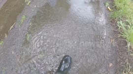 Walking with boarder collie dog down a flooded track Rowsley Peak District National Park Derbyshire England (UK)