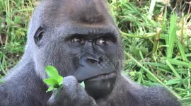 Silverback gorilla in UK zoo eats his greens to get summer body ready