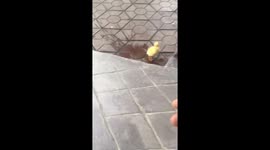 The baby duckling followed the man everywhere