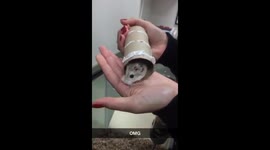 Hamster goes flying!