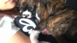 Puppy is super sleepy!