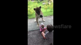 Lioness attempts to attack siblings through glass at New Orleans zoo